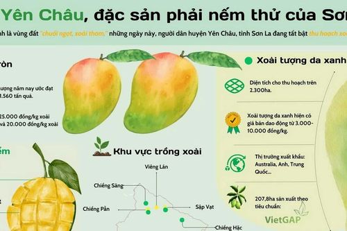 Xoài Yên Châu - đặc sản phải nếm thử của Sơn La