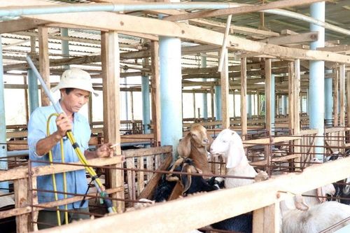 Tiền Giang: Giá thịt dê hơi tăng trở lại, người chăn nuôi phấn khởi tái đàn