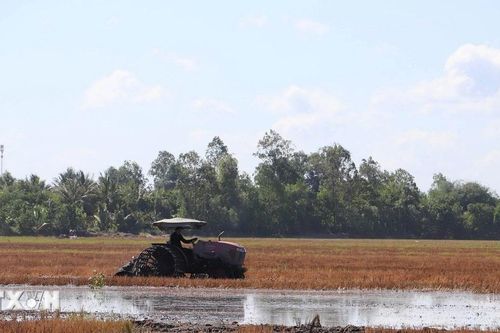 Tiền Giang: Tăng liên kết sản xuất lúa vụ Hè Thu, nâng cao thu nhập cho nông dân