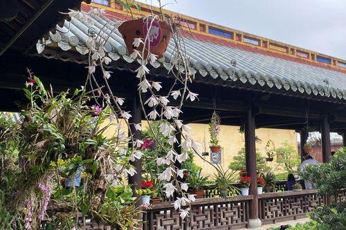 Hơn 1.000 cây cảnh và hoa phong lan ba miền phô diễn vẻ đẹp tại Huế