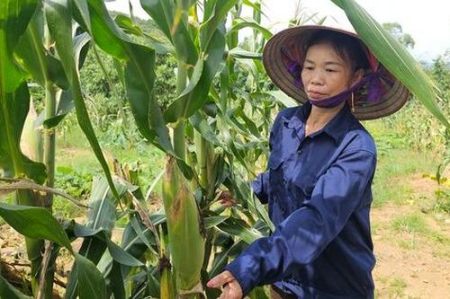 Mẹ đơn thân có 'của ăn của để' nhờ khởi nghiệp từ nông sản địa phương