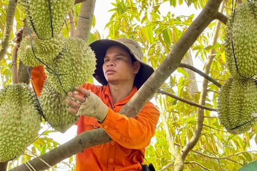 Giá sầu riêng tăng cao: Nông dân cẩn trọng chờ chốt hợp đồng