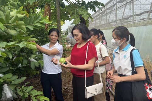 Tập huấn ứng dụng khoa học công nghệ nâng cao quyền năng kinh tế cho phụ nữ dân tộc thiểu số