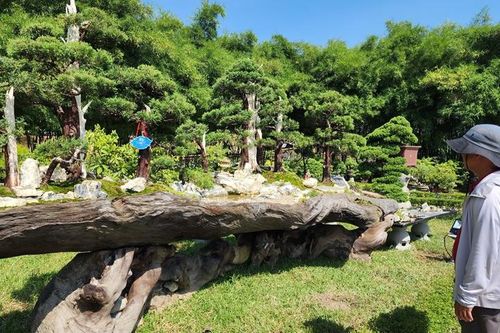 Trên 1.000 tác phẩm cây kiểng và hoa phong lan khoe sắc tại Hoàng cung, Đại Nội Huế