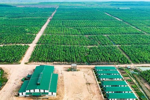 THACO AGRI và hành trình hướng tới nông nghiệp bền vững, phát triển bền vững