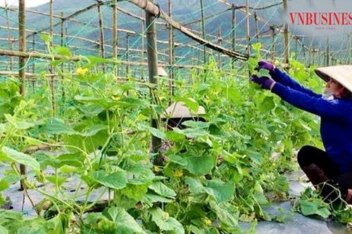 Cách làm giàu của nông dân An Nhơn nhìn từ những cánh đồng lớn, khu vườn bạc tỷ