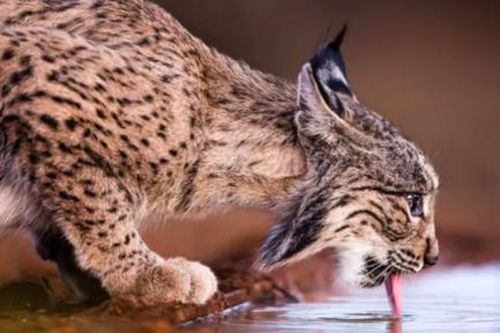 Một trong những loài mèo hiếm nhất thế giới không còn nguy cơ tuyệt chủng