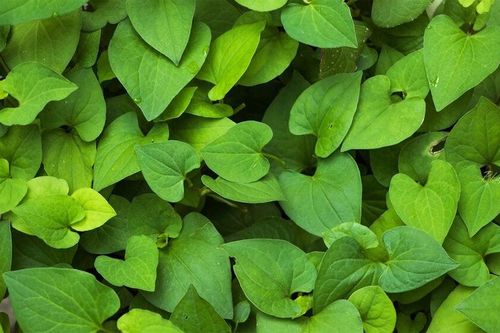 Mùa hè nên trồng rau gì trong thùng xốp?