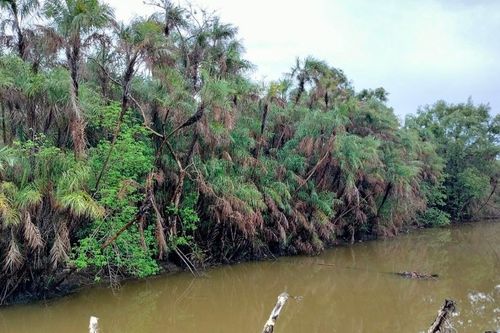 Cà Mau rà soát đầu tư khai thác vườn chim Chà Là