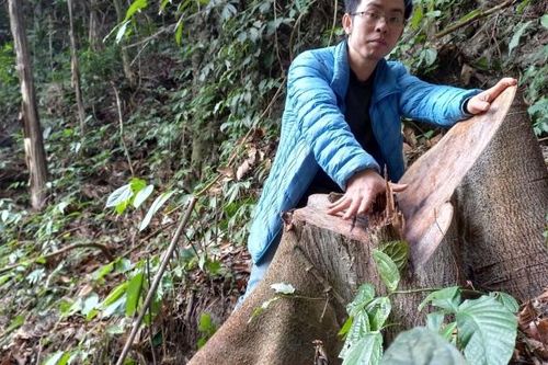 'Lật tẩy' chân tướng đường đi của gỗ lậu