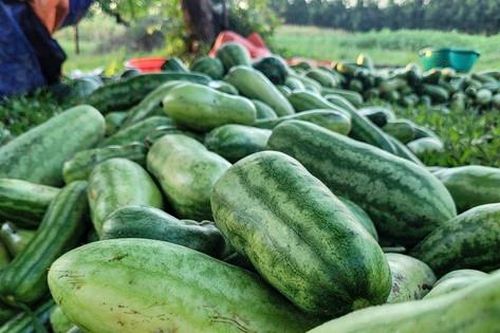 Nông dân phấn khởi vì dưa được mùa