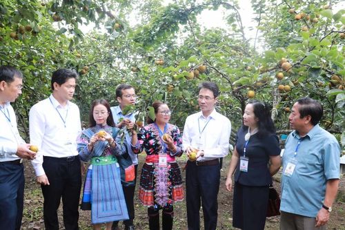 Lai Châu: Đặc sắc ngày hội hái lê tại xã vùng cao Giang Ma