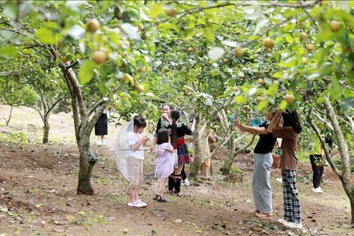 Đặc sắc ngày hội hái lê vùng cao Giang Ma