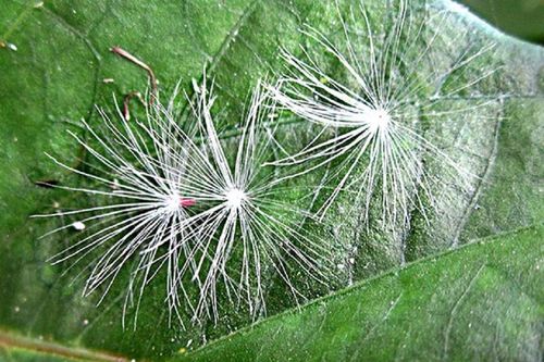 Ăn 1 mớ rau này như 'nhân sâm của người nghèo', nghe tên rất lạ ở quê mọc um tùm như cỏ