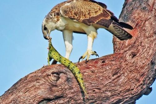 Số phận hẩm hiu của cá sấu sông Nile khi gặp phải loài đại bàng hùng mạnh nhất bầu trời châu Phi