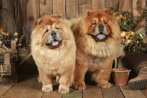 Thích nuôi thú cưng mà sợ ồn ào, đây là 6 giống chó siêu dễ thương, phù hợp với người hướng nội