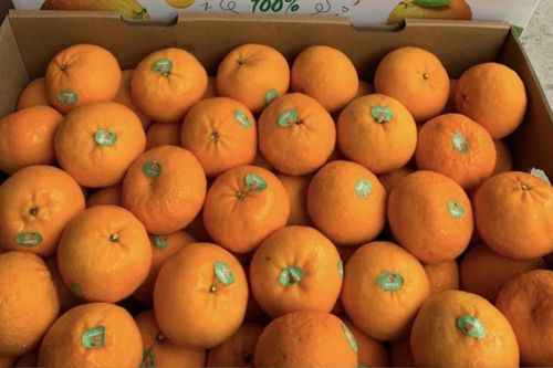 Xuất hiện loại quả nhập khẩu với giá siêu rẻ vào thời điểm nắng nóng