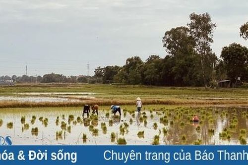 Cõng nắng gieo mùa vàng