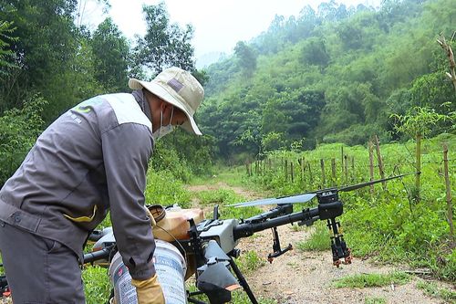 Hạ Hòa tích cực phòng, chống châu chấu tre gây hại
