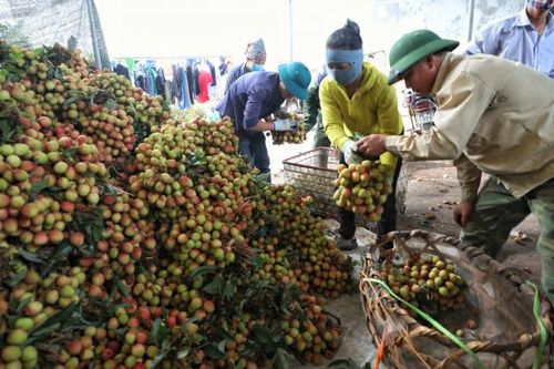 Vải thiều Bắc Giang tiêu thụ thuận lợi ở nhiều thị trường khó tính