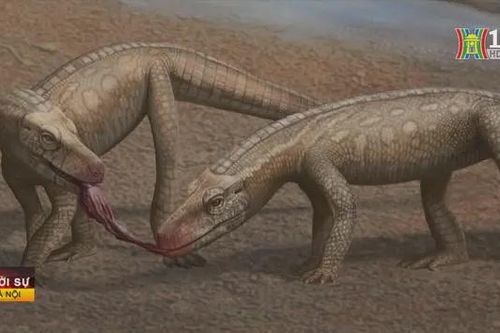 Phát hiện hóa thạch bò sát thời tiền khủng long ở Brazil