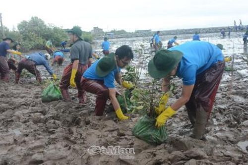 Trồng 3.000 cây xanh khu vực rừng phòng hộ