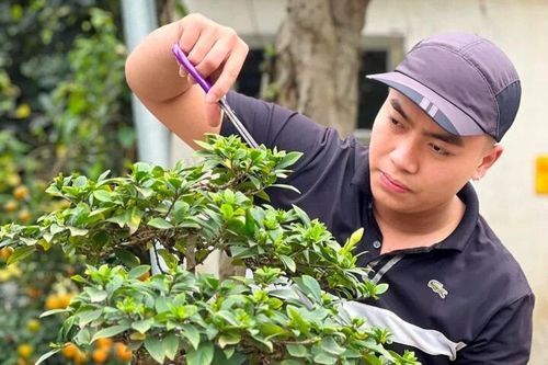 Nghề kiếm tiền triệu mỗi ngày tại làng cây cảnh