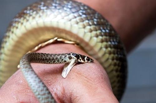 Phân biệt rắn độc và rắn không độc cắn, cách sơ cứu ban đầu đúng nhất