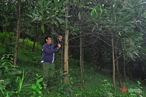 Chuyện làm giàu từ rừng của cựu chiến binh Trần Văn Tuyển