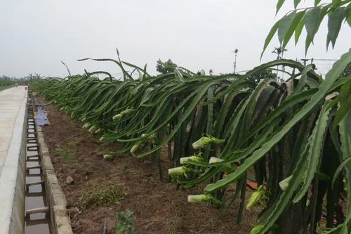 Hải Phòng: Nông dân Bát Trang 'đổi đời' nhờ giống thanh long hữu cơ