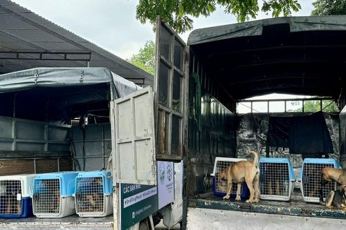 Hành trình từ lò mổ đến mái ấm bình yên