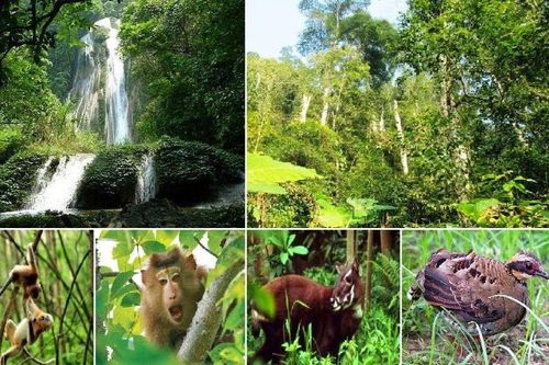 Hoạt động nuôi động vật hoang dã vì mục đích thương mại: Sửa luật để tăng cường bảo vệ đa dạng sinh học