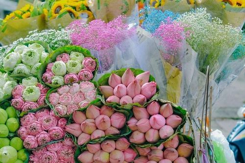 Mùa sen tháng 6 'đánh thức' giác quan