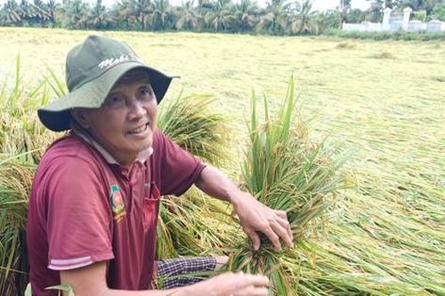 1.700 ha lúa sắp thu hoạch bị đổ ngã do mưa
