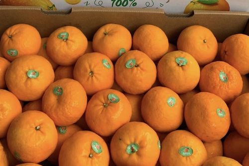 Thương nhân Trung Quốc mua gom vải thiều giá cao, quýt Úc nhập khẩu siêu rẻ