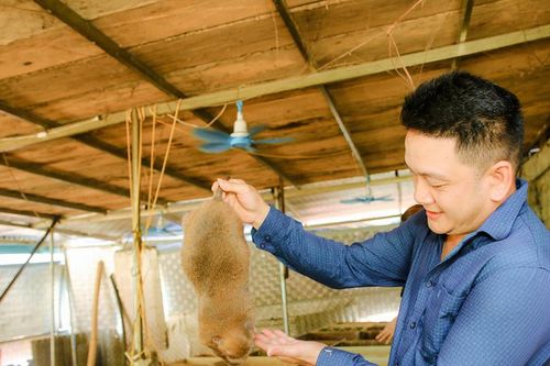 Hộ dân vùng biên xứ Nghệ thu hàng trăm triệu đồng mỗi năm từ nuôi dúi
