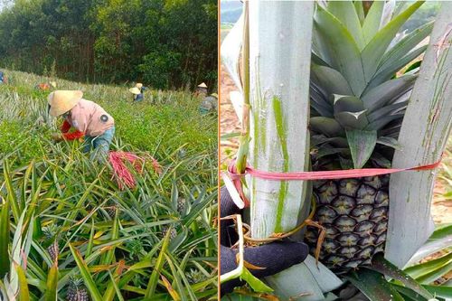 Nông dân Nghệ An 'căng mình' chống nóng cho dứa