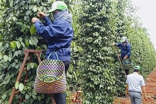Giá tiêu tăng vọt, tin vui cho nông dân, thách thức cho doanh nghiệp