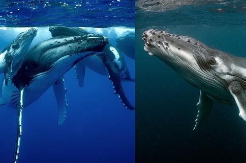 Chiêm ngưỡng cá voi xanh biểu diễn giao phối lớn nhất trên trái đất