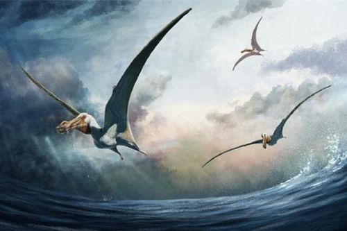 Lộ diện quái vật bay 100 triệu tuổi, sải cánh gấp đôi đại bàng