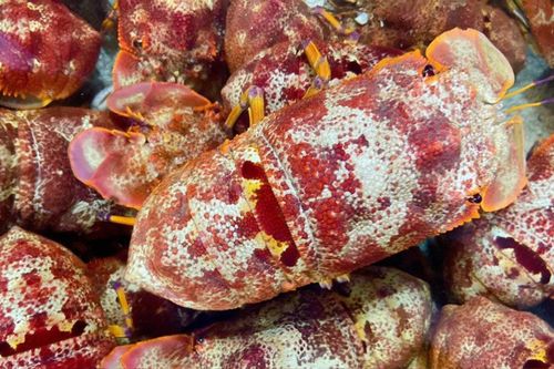 Đặc sản hiếm có khó tìm, ai muốn mua phải đặt trước cả tháng, 1.700.000 đồng/kg