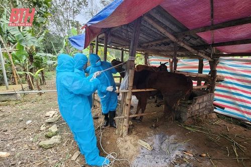 Cán bộ thú y cơ sở với công tác phòng chống dịch bệnh