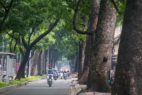 'Bức tử' cây xanh đô thị, giải pháp nào khả dĩ dung hòa các lợi ích?