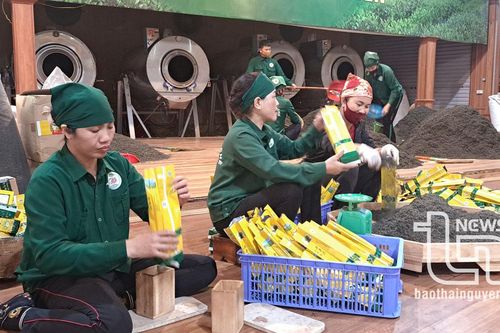 Đưa Thái Nguyên trở thành vùng trọng điểm, trung tâm chế biến chè
