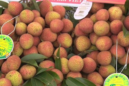 Hải Dương: Sản lượng vải thiều chính vụ dự báo giảm mạnh