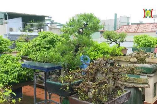 Vườn bonsai trên cao | Nông nghiệp đô thị | 23/06/2024