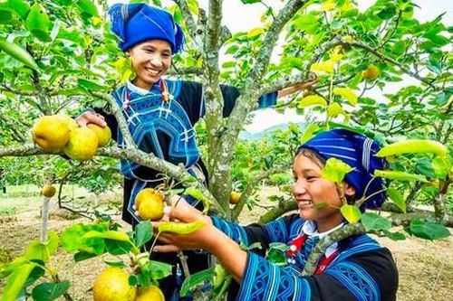 Ngọt ngào 'hoa hậu' lê Tai Nung vùng cao Bát Xát