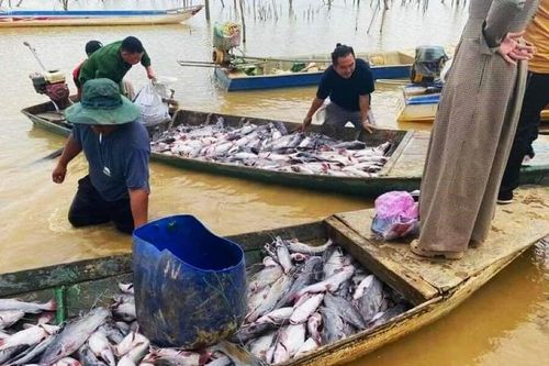 Nguyên nhân khiến hơn 25 tấn cá lăng chết trắng hồ Kon Tum