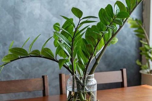 3 cây cảnh trồng trong nhà giúp thanh lọc không khí và loại bỏ độc tố, về phong thủy mang lại tài lộc, may mắn