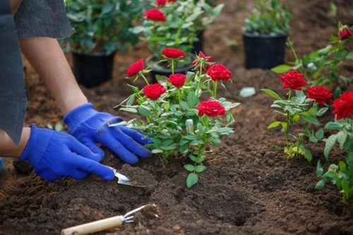 Trồng hoa hồng nhớ dùng những tuyệt chiêu này để hoa nở nhiều